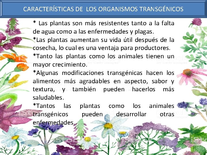 CARACTERÍSTICAS DE LOS ORGANISMOS TRANSGÉNICOS * Las plantas son más resistentes tanto a la
