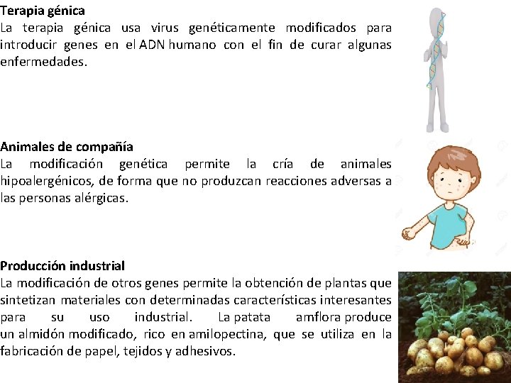 Terapia génica La terapia génica usa virus genéticamente modificados para introducir genes en el