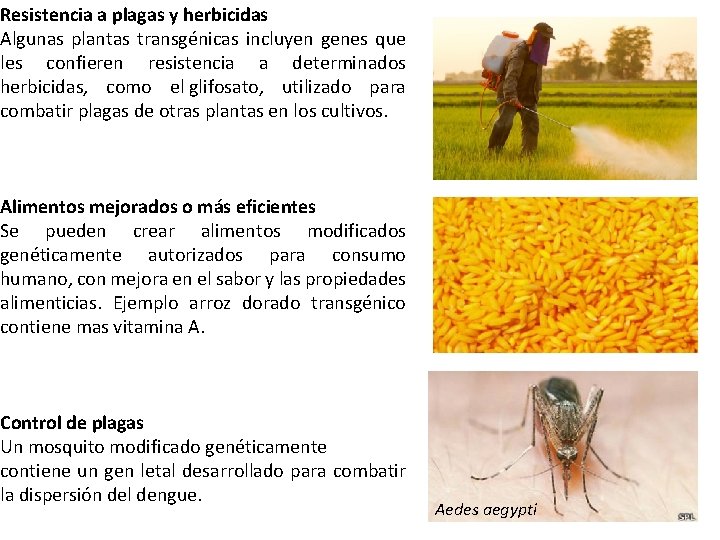 Resistencia a plagas y herbicidas Algunas plantas transgénicas incluyen genes que les confieren resistencia