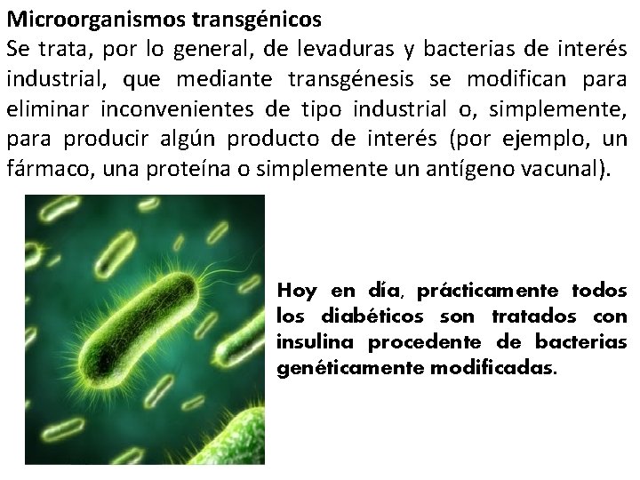 Microorganismos transgénicos Se trata, por lo general, de levaduras y bacterias de interés industrial,