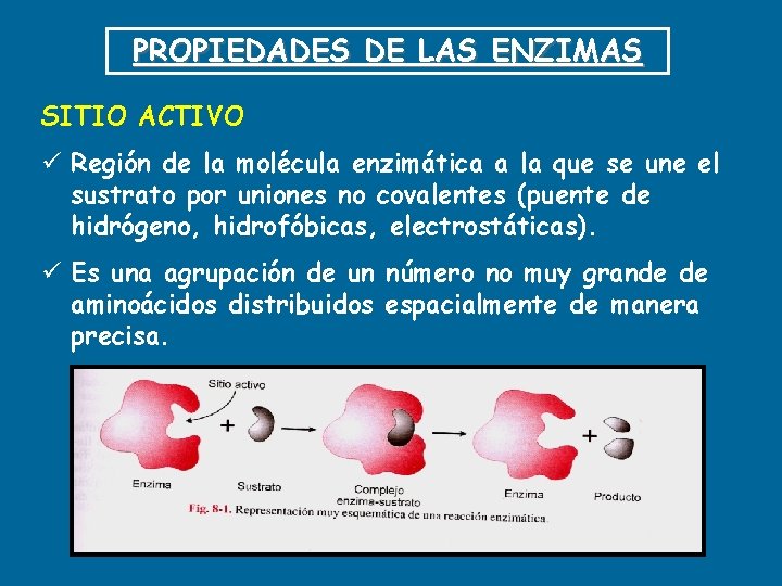 PROPIEDADES DE LAS ENZIMAS SITIO ACTIVO ü Región de la molécula enzimática a la