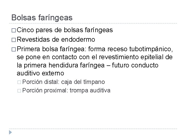 Bolsas faríngeas � Cinco pares de bolsas faríngeas � Revestidas de endodermo � Primera
