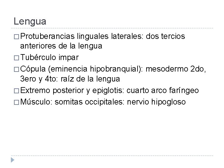 Lengua � Protuberancias linguales laterales: dos tercios anteriores de la lengua � Tubérculo impar