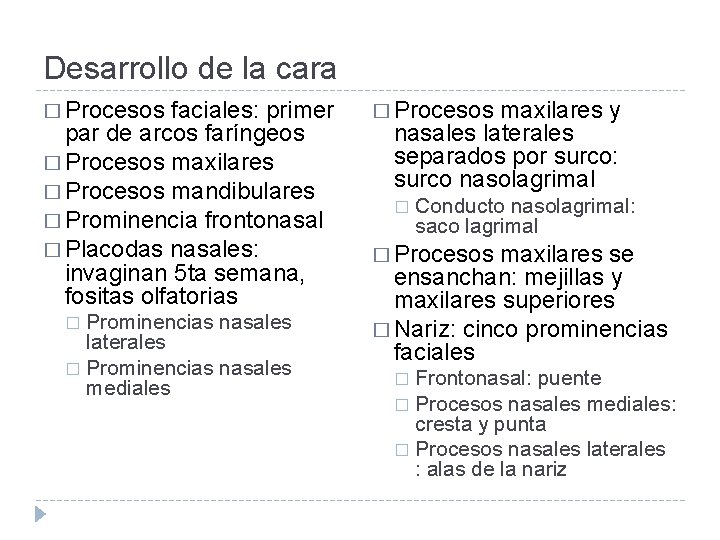 Desarrollo de la cara � Procesos faciales: primer par de arcos faríngeos � Procesos