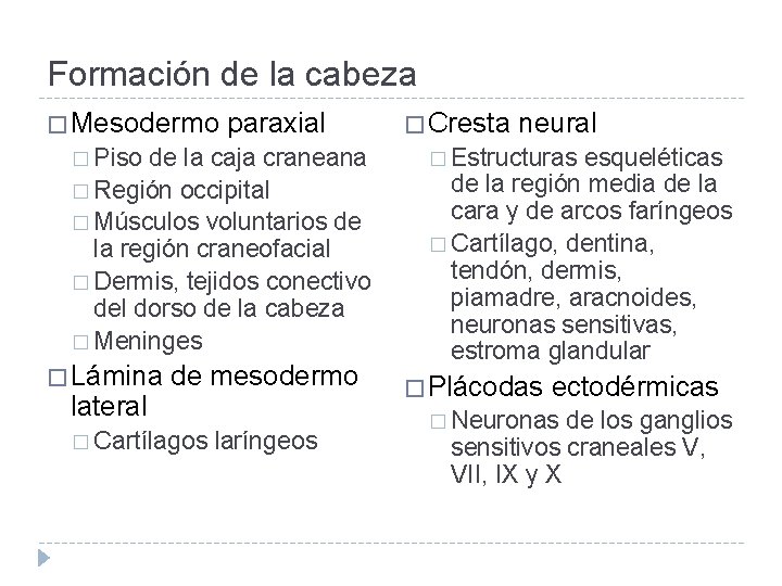 Formación de la cabeza � Mesodermo paraxial � Piso de la caja craneana �