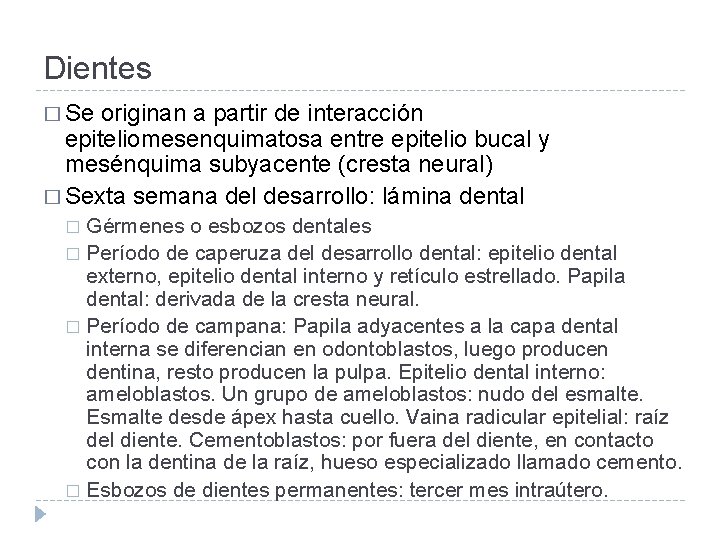 Dientes � Se originan a partir de interacción epiteliomesenquimatosa entre epitelio bucal y mesénquima