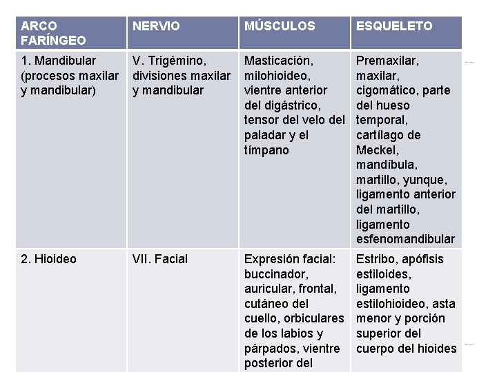 ARCO FARÍNGEO NERVIO MÚSCULOS ESQUELETO 1. Mandibular (procesos maxilar y mandibular) V. Trigémino, divisiones