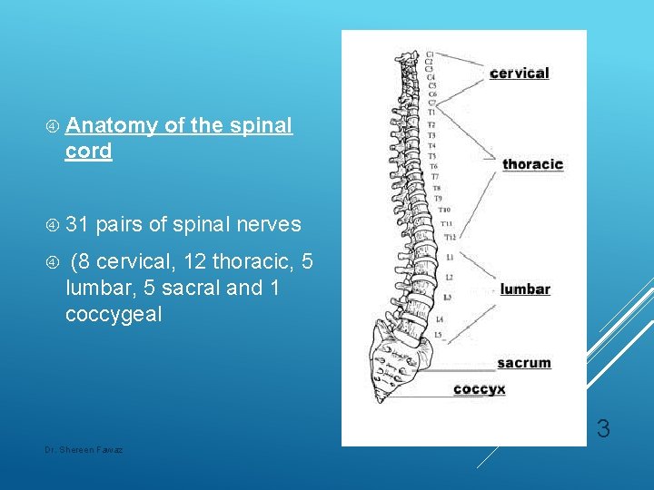  Anatomy of the spinal cord 31 pairs of spinal nerves (8 cervical, 12