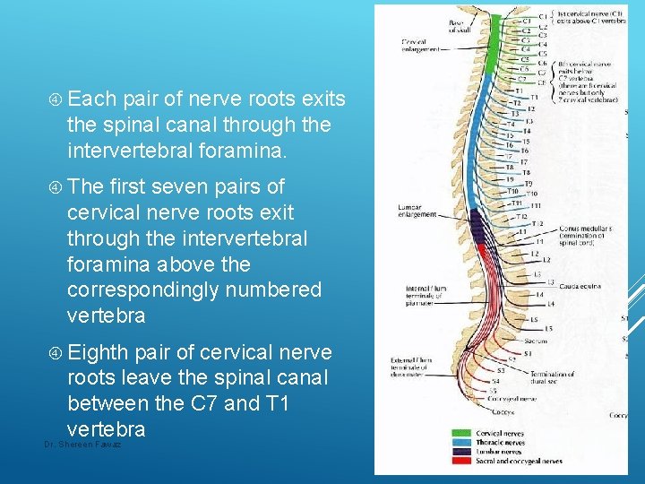  Each pair of nerve roots exits the spinal canal through the intervertebral foramina.