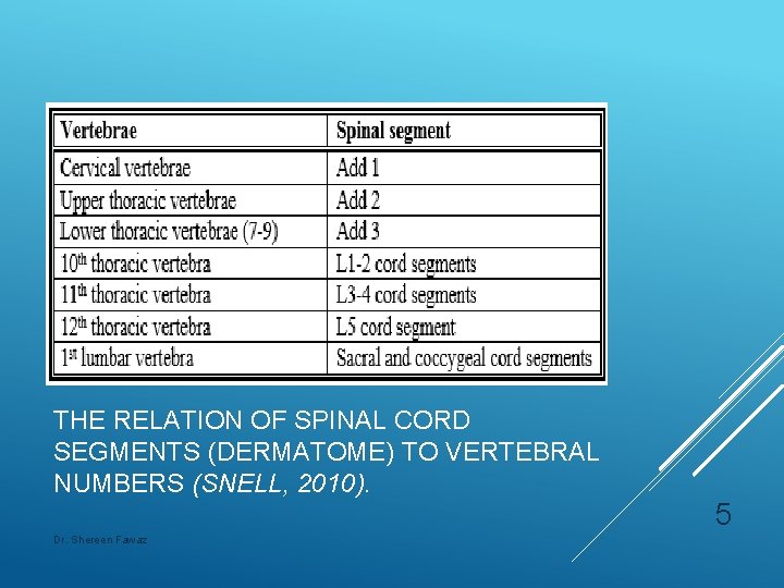 THE RELATION OF SPINAL CORD SEGMENTS (DERMATOME) TO VERTEBRAL NUMBERS (SNELL, 2010). Dr. Shereen