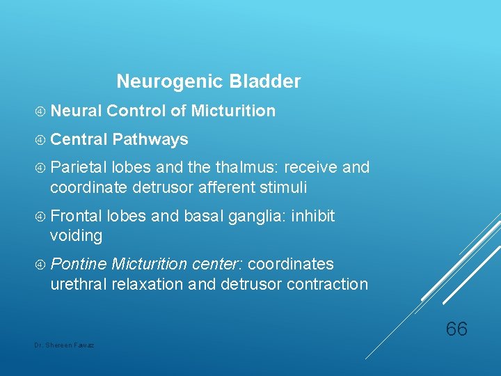 Neurogenic Bladder Neural Control of Micturition Central Pathways Parietal lobes and the thalmus: receive