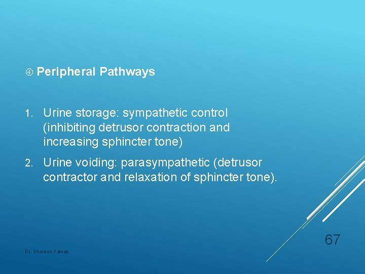  Peripheral Pathways 1. Urine storage: sympathetic control (inhibiting detrusor contraction and increasing sphincter