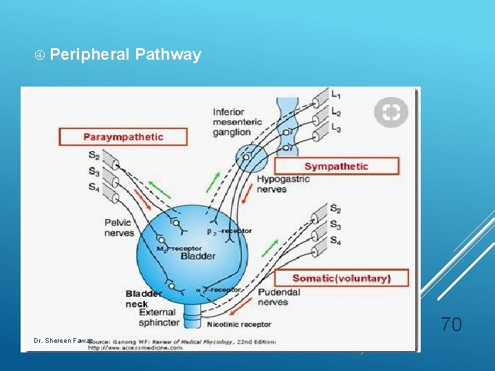  Peripheral Pathway 70 Dr. Shereen Fawaz 