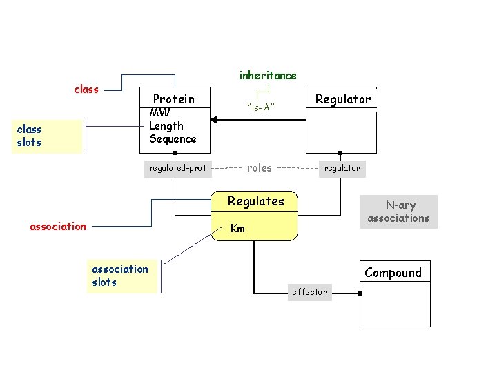 inheritance class slots Protein MW Length Sequence “is-A” regulated-prot roles Regulator regulator Regulates association