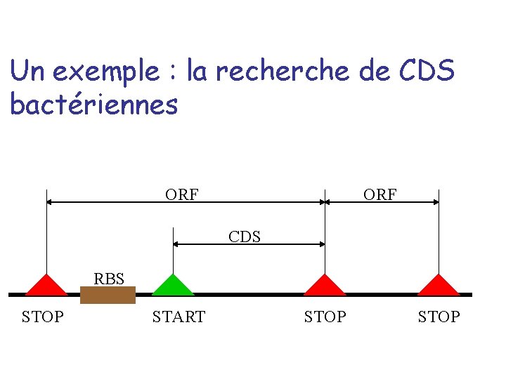 Un exemple : la recherche de CDS bactériennes ORF CDS RBS STOP START STOP