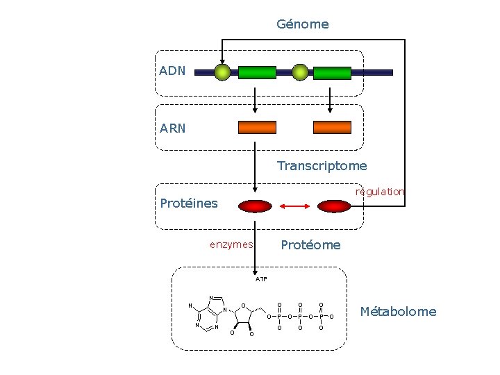 Génome ADN ARN Transcriptome régulation Protéines Protéome enzymes ATP N N O O O