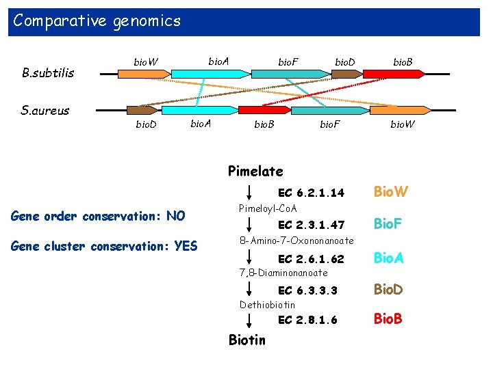 Comparative genomics B. subtilis S. aureus bio. A bio. W bio. D bio. A