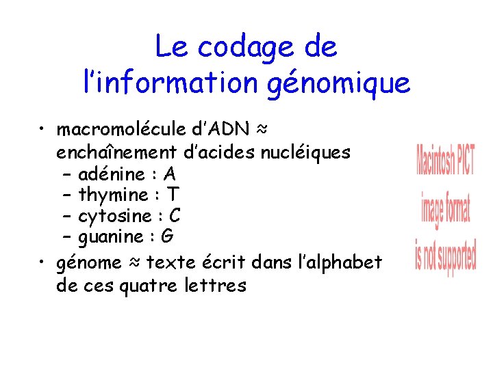 Le codage de l’information génomique • macromolécule d’ADN ≈ enchaînement d’acides nucléiques – adénine