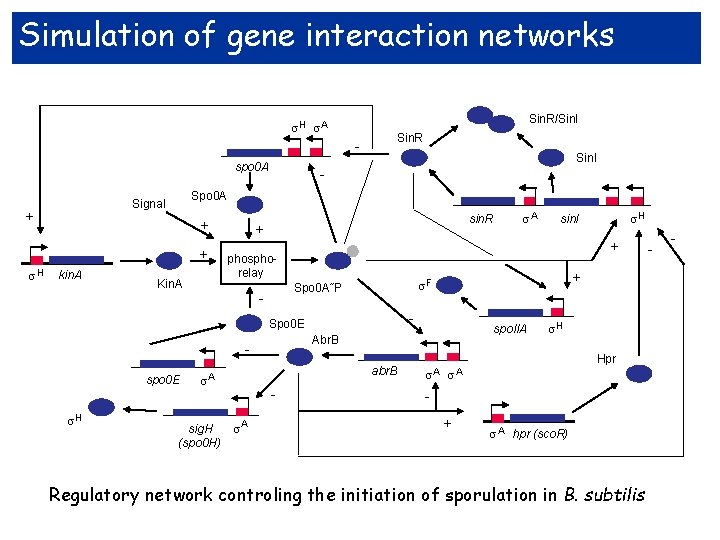 Simulation of gene interaction networks Sin. R/Sin. I H A Sin. R spo 0