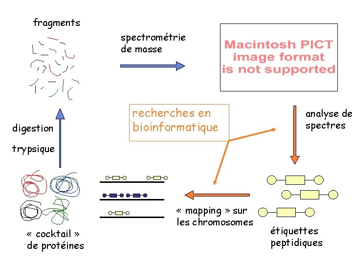 fragments spectrométrie de masse digestion recherches en bioinformatique analyse de spectres trypsique « cocktail