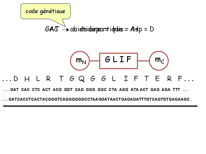 code génétiaue GAT CAC acide histidine aspartique = His == Asp H =D m.