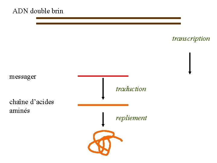 ADN double brin transcription messager traduction chaîne d’acides aminés repliement 