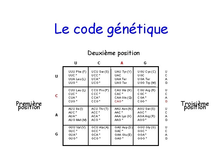 Le code génétique Deuxième position U C A G U UUU Phe (F) UUC