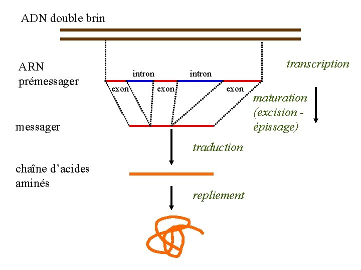 ADN double brin ARN prémessager intron exon transcription intron exon messager traduction chaîne d’acides