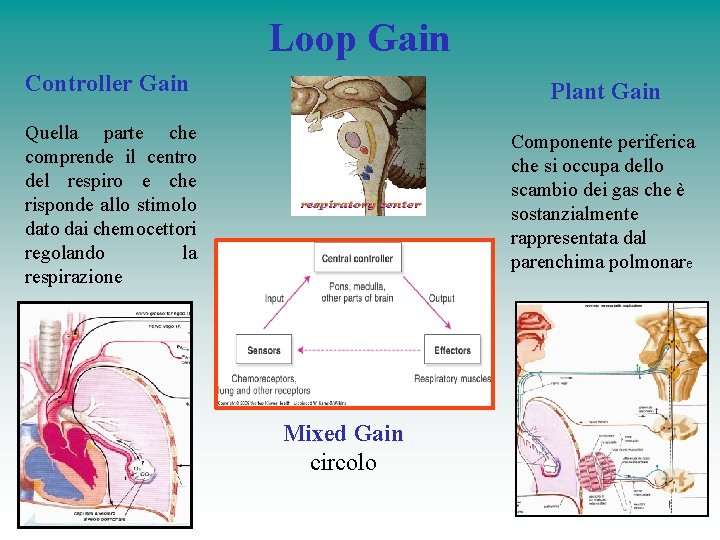Loop Gain Controller Gain Plant Gain Quella parte che comprende il centro del respiro Loop Gain Controller Gain Plant Gain Quella parte che comprende il centro del respiro
