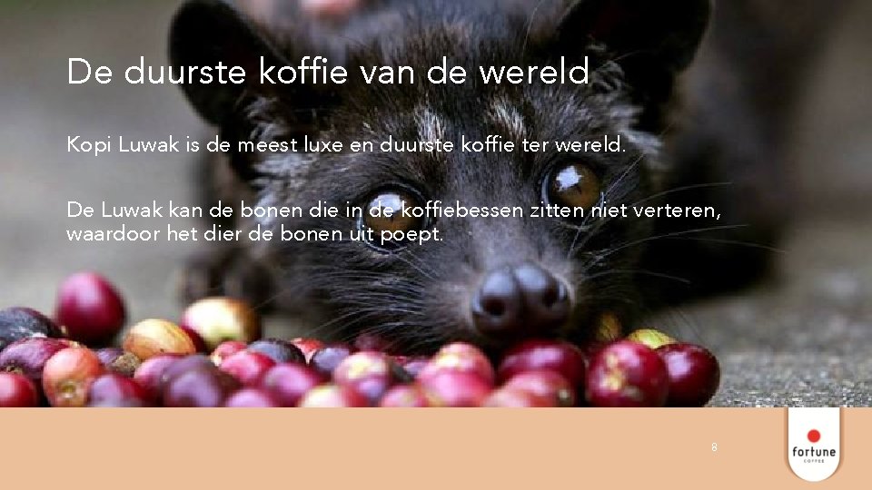 De duurste koffie van de wereld Kopi Luwak is de meest luxe en duurste