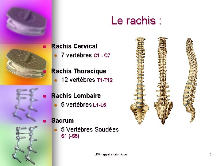 Le rachis : n Rachis Cervical l 7 vertèbres C 1 - C 7 Le rachis : n Rachis Cervical l 7 vertèbres C 1 - C 7