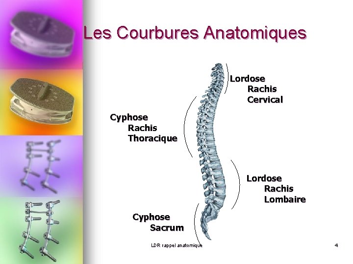 Les Courbures Anatomiques Lordose Rachis Cervical Cyphose Rachis Thoracique Lordose Rachis Lombaire Cyphose Sacrum