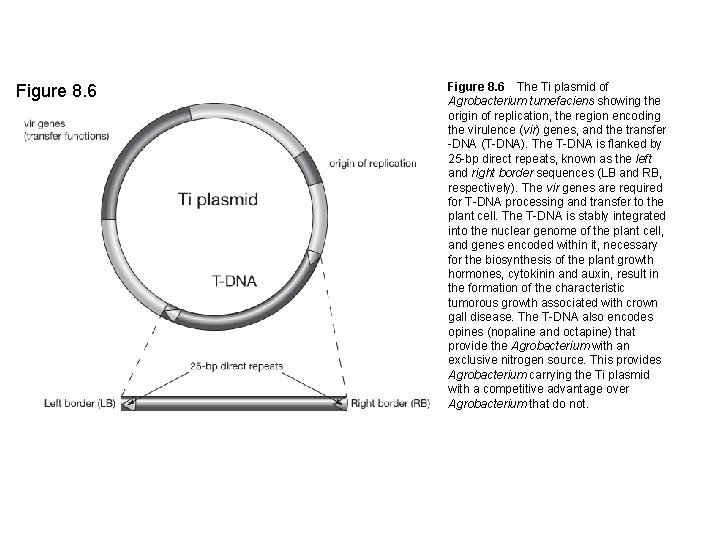 Figure 8. 6 The Ti plasmid of Agrobacterium tumefaciens showing the origin of replication, the
