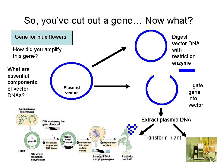 So, you’ve cut out a gene… Now what? Gene for blue flowers How did