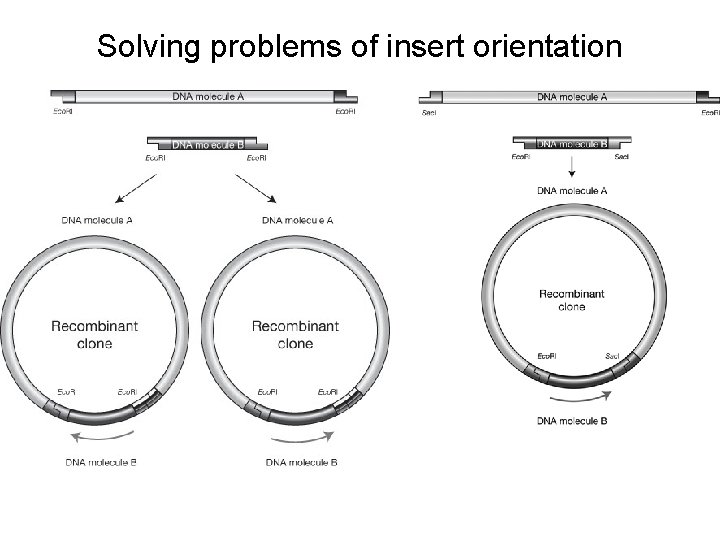 Solving problems of insert orientation 