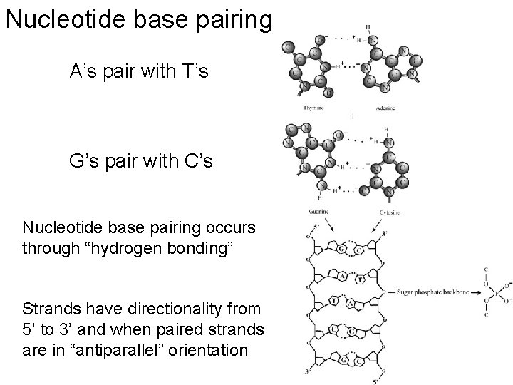 Nucleotide base pairing A’s pair with T’s G’s pair with C’s Nucleotide base pairing
