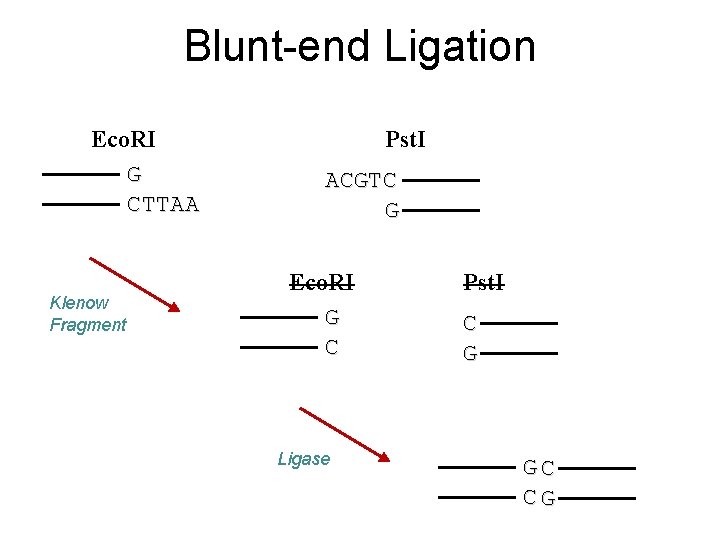 Blunt-end Ligation Eco. RI G CTTAA Klenow Fragment Pst. I ACGTC G Eco. RI