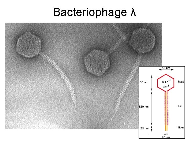 Bacteriophage λ 
