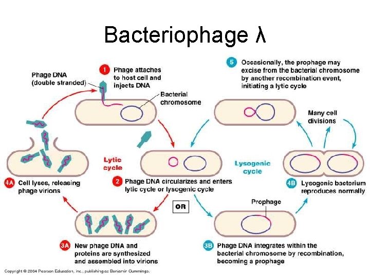 Bacteriophage λ 