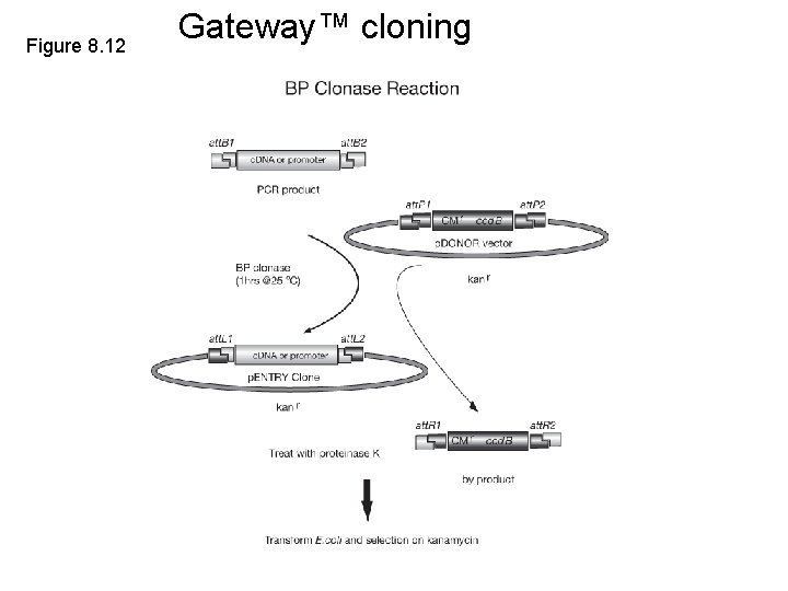 Figure 8. 12 Gateway™ cloning 