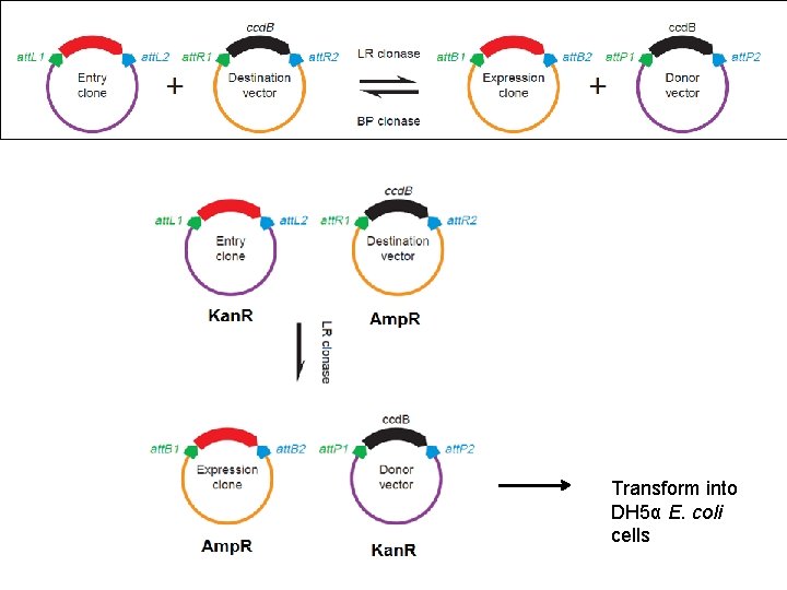 Transform into DH 5α E. coli cells 