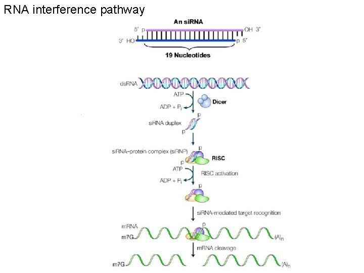 RNA interference pathway 