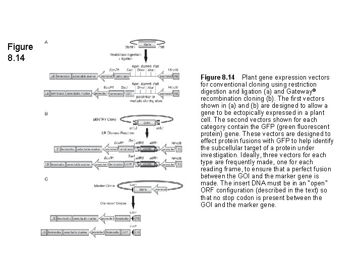 Figure 8. 14 Plant gene expression vectors for conventional cloning using restriction digestion and ligation