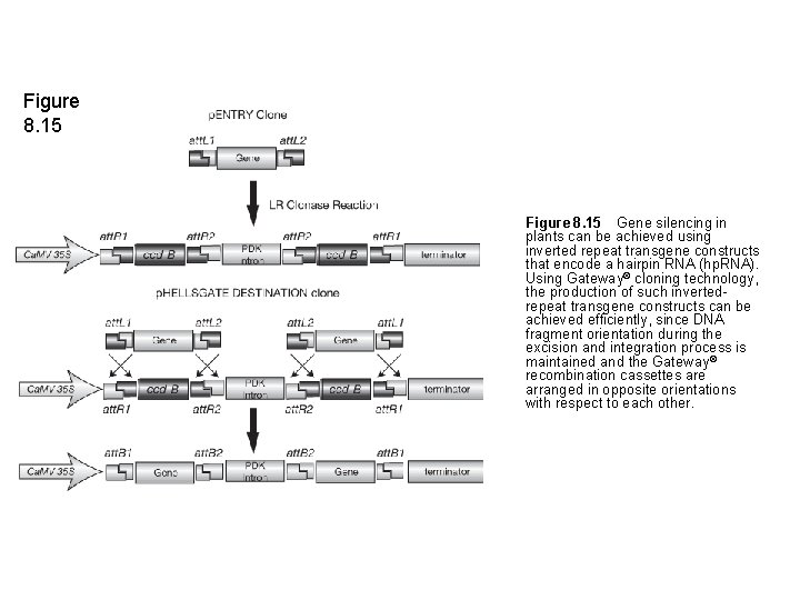 Figure 8. 15 Gene silencing in plants can be achieved using inverted repeat transgene constructs