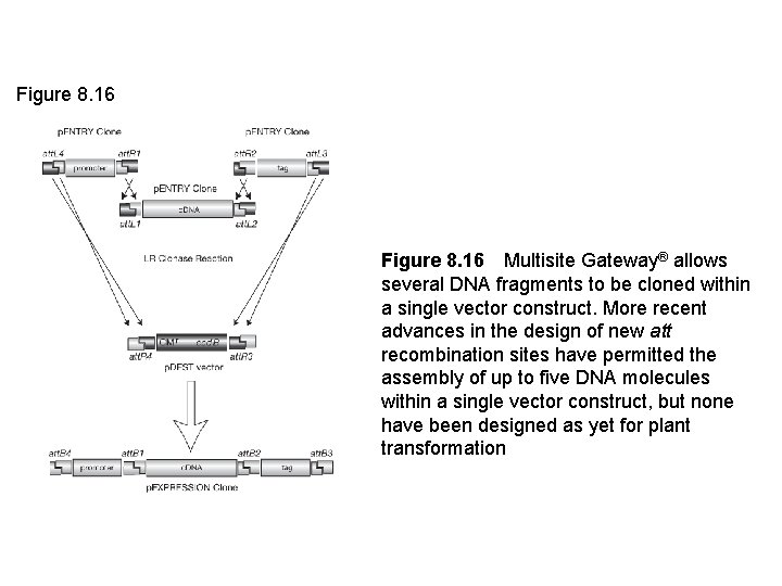 Figure 8. 16 Multisite Gateway® allows several DNA fragments to be cloned within a single