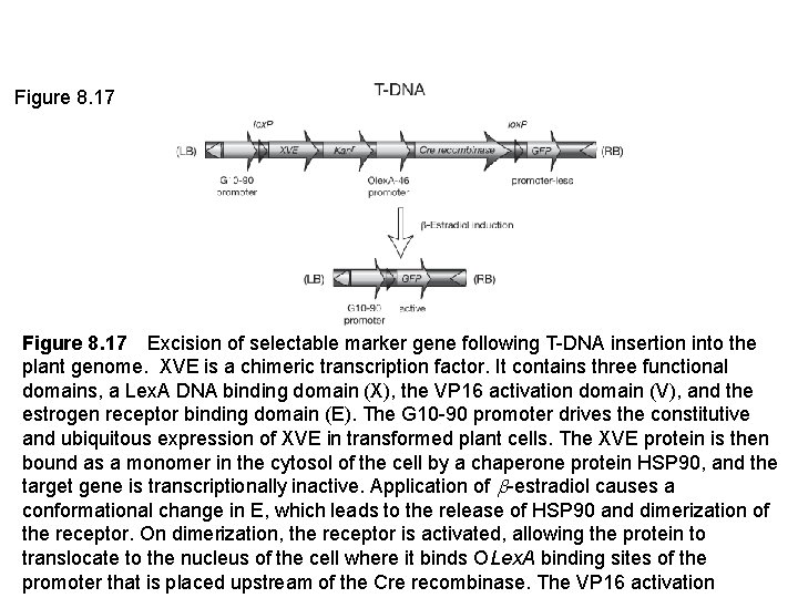 Figure 8. 17 Excision of selectable marker gene following T-DNA insertion into the plant genome.