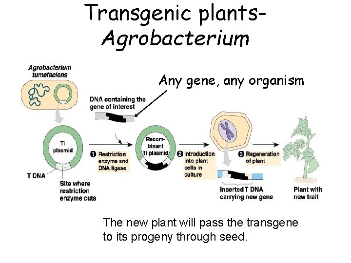 Transgenic plants. Agrobacterium Any gene, any organism The new plant will pass the transgene