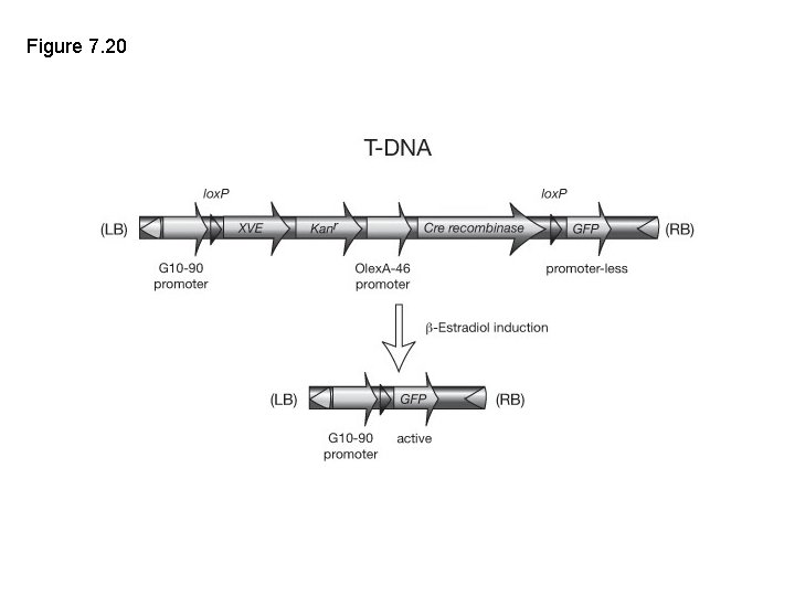 Figure 7. 20 