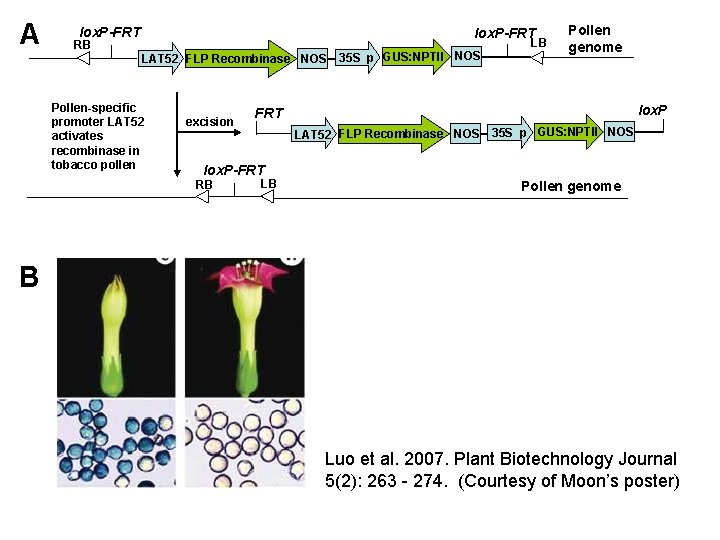 A lox. P-FRT RB LAT 52 FLP Recombinase NOS Pollen-specific promoter LAT 52 activates