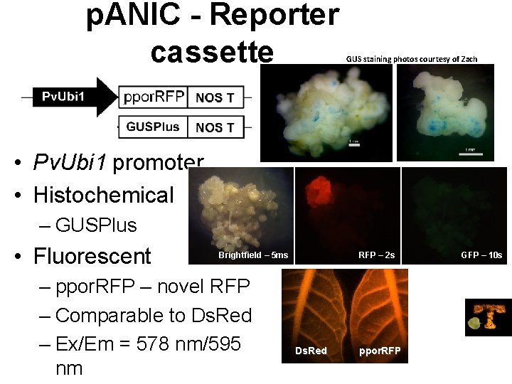 p. ANIC - Reporter cassette GUS staining photos courtesy of Zach King • Pv.